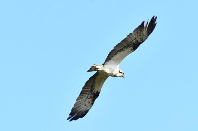 Balbuzard pêcheur