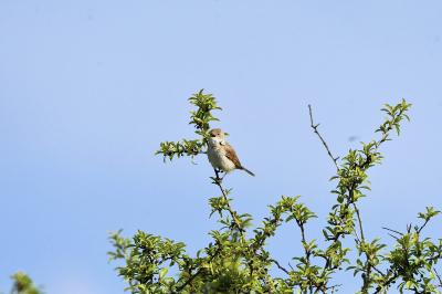 Fauvette grisette