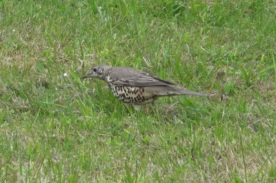 Turdus viscivorus