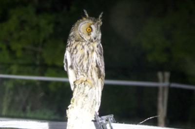 Hibou moyen-duc