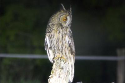Hibou moyen-duc