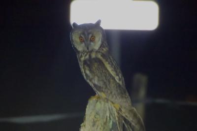 Hibou moyen-duc