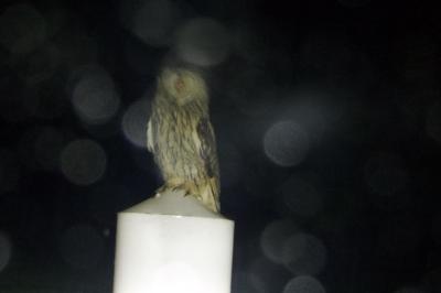 Hibou moyen-duc