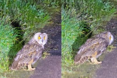 Hibou moyen-duc