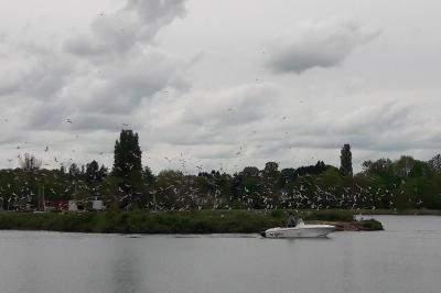 Mouette rieuse