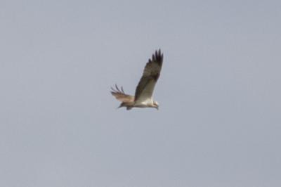Balbuzard pêcheur