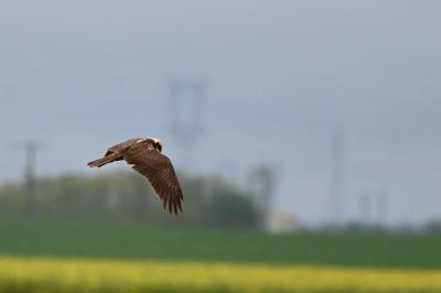 Circus aeruginosus