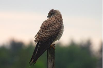 Faucon crécerelle