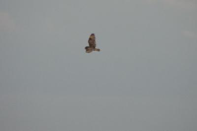 Hibou moyen-duc