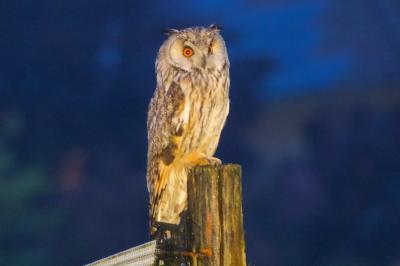 Hibou moyen-duc