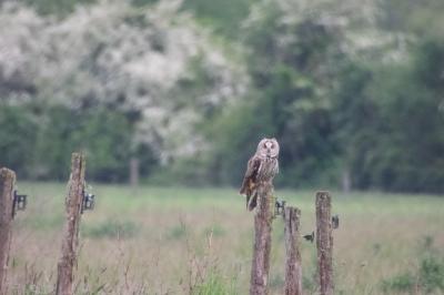 Hibou moyen-duc