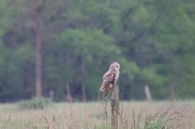 Hibou moyen-duc