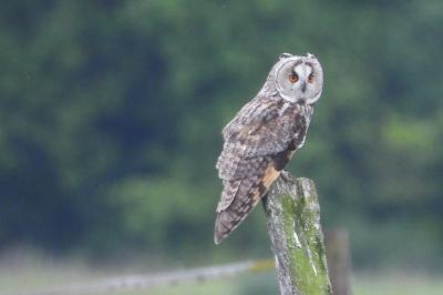 Hibou moyen-duc