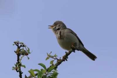 Fauvette grisette