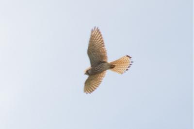Faucon crécerelle