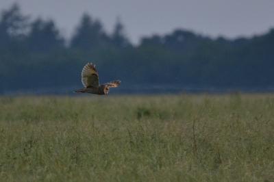 Hibou moyen-duc