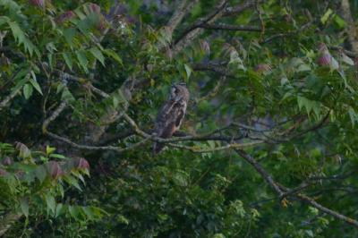 Hibou moyen-duc