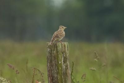 Alouette des champs