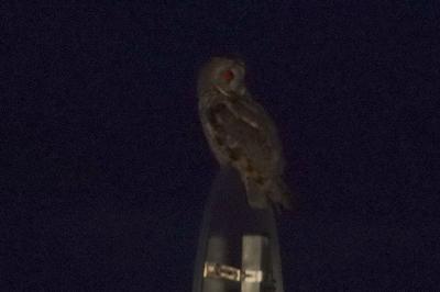 Hibou moyen-duc