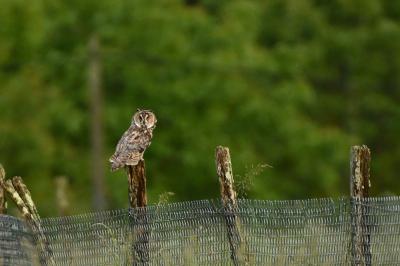 Hibou moyen-duc