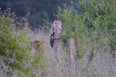 Hibou moyen-duc