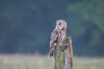 Hibou moyen-duc