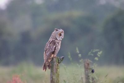 Hibou moyen-duc