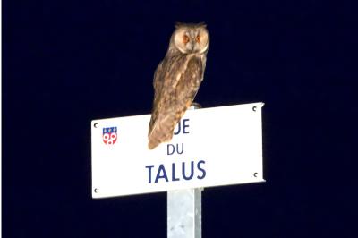 Hibou moyen-duc