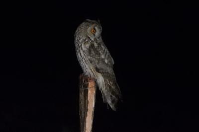 Hibou moyen-duc