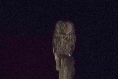 Hibou moyen-duc