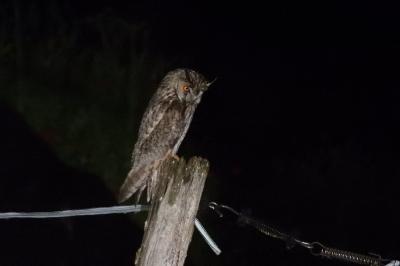 Hibou moyen-duc
