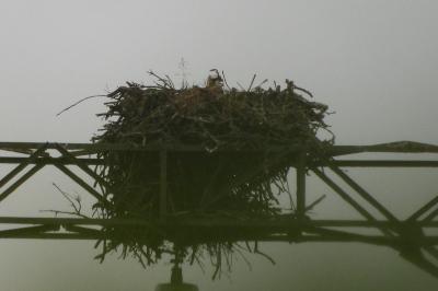 Balbuzard pêcheur