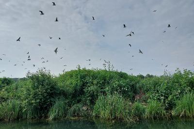 Mouette mélanocéphale