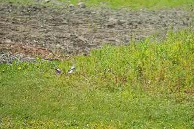 Echasse blanche