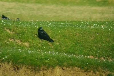 Corbeau freux