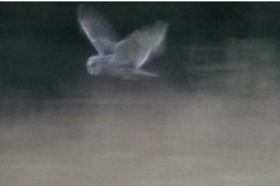 Hibou moyen-duc