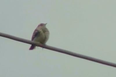 Pipit farlouse