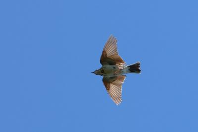 Pipit des arbres