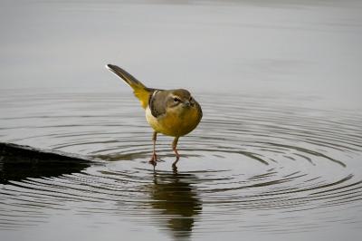 Bergeronnette des ruisseaux