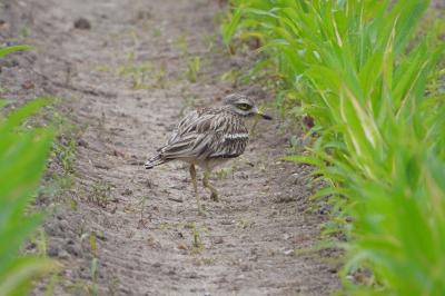 Burhinus oedicnemus