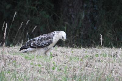 Buse variable