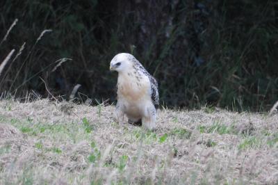 Buse variable