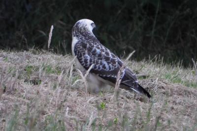 Buse variable