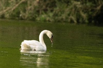 Cygne tuberculé
