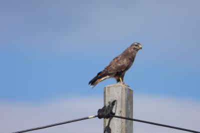Buse variable