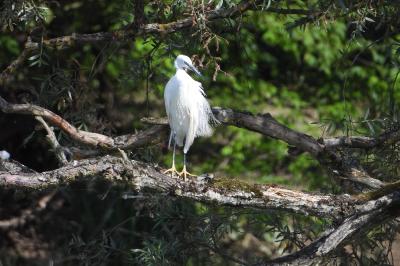 Aigrette garzette