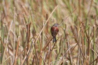 Linotte mélodieuse