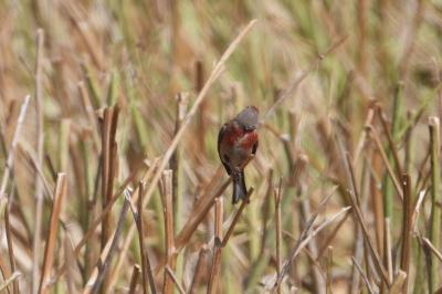 Linotte mélodieuse