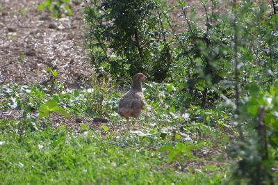 Perdix perdix