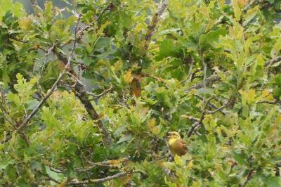Bruant jaune